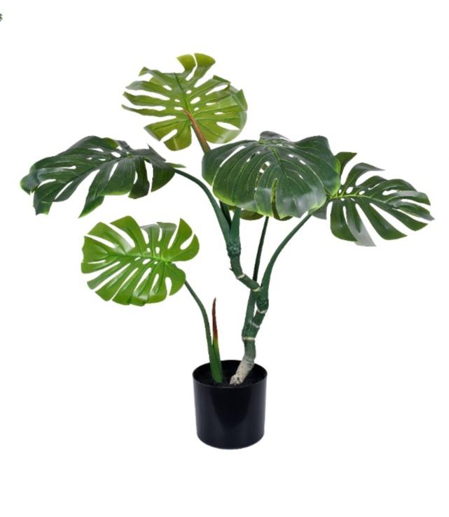 imagem de Planta Costela de Adao X2 No Pote 90 cm Verde