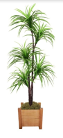 imagem de Planta Yucca X5 1,60 Metros Verde